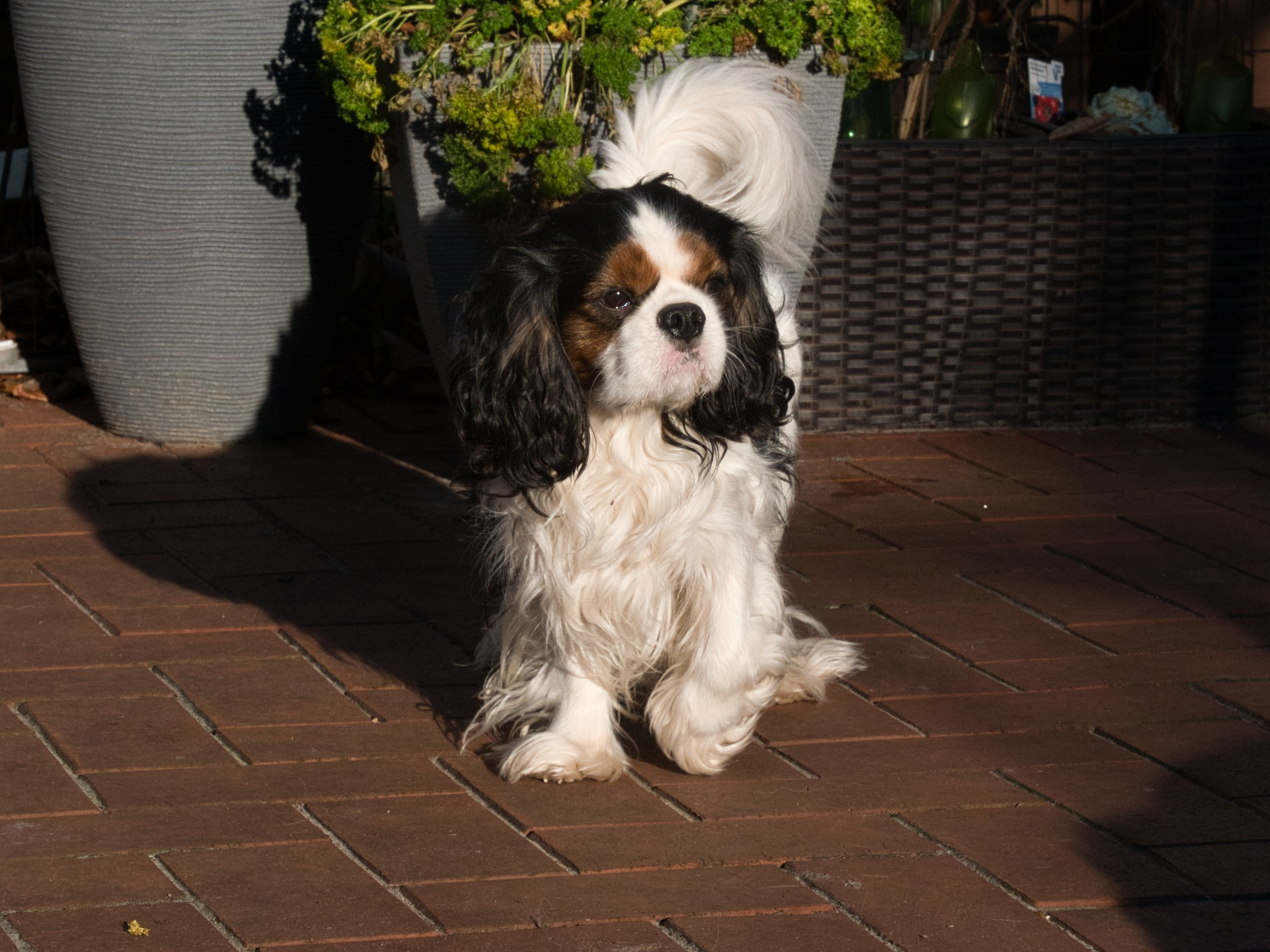 Chess Jasper geb. 02.07.2023