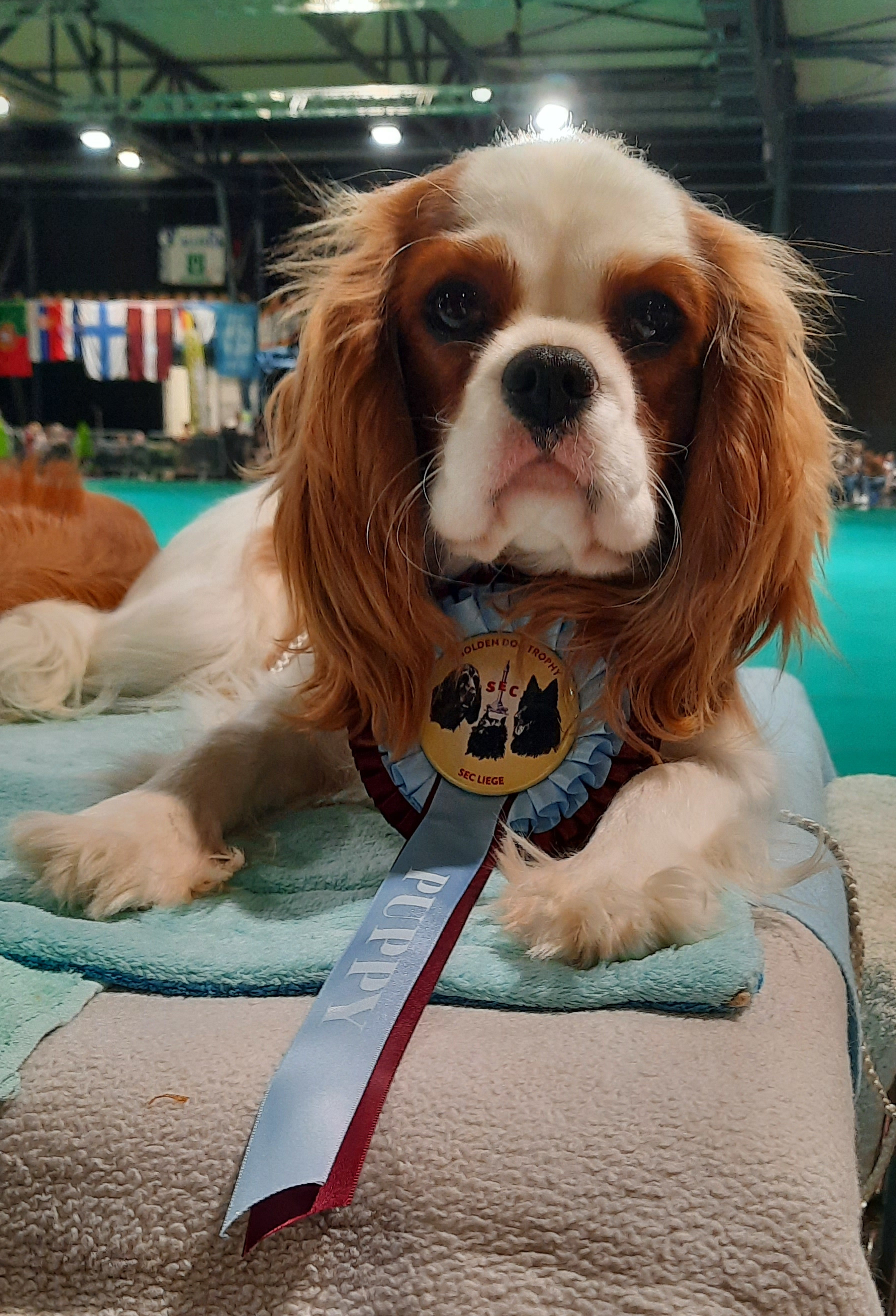 Marche en Famenne - GOLDEN DOG TROPHY best Puppy Arwen Hart